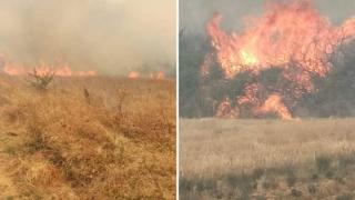 Φωτιά κατακαίει δασική έκταση στην Αισύμη (video)