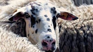 Απολύμανση οχημάτων για την ευλογιά, στα διόδια της Εγνατίας
