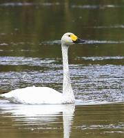 Νανόκυκνος στο Δέλτα του Έβρου.