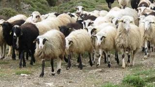 Τα μέτρα για τον περιορισμό της ευλογιάς των προβάτων - Τι πρέπει να κάνουν οι κτηνοτρόφοι