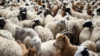 Νέα μέτρα για την ευλογιά των αιγοπροβάτων στη Σαμοθράκη
