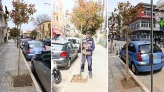 Ξεκίνησε φύτεμα δένδρων σε κεντρικούς δρόμους της Αλεξανδρούπολης