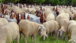 Νέα στοιχεία για την ευλογιά των αιγοπροβάτων - Θανατώθηκαν 423.000 ζώα