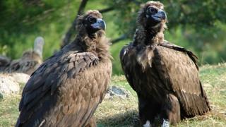 Μαυρόγυπας: Η αύξηση των ανεμογεννητριών στον Έβρο απειλεί τον ζωτικό του χώρο