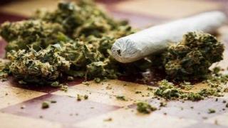 Δώδεκα συλλήψεις στην Ανατολική Μακεδονία και Θράκη, για κάνναβη