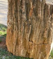 Στο έλεος βανδάλων και ως βάση βρύσης αφέθηκε απολιθωμένος κορμός στην Αλεξανδρούπολη.