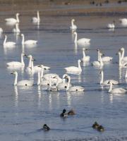 Νανόκυκνοι στο Δέλτα του Έβρου.