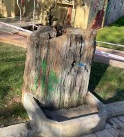 Στο έλεος βανδάλων και ως βάση βρύσης αφέθηκε απολιθωμένος κορμός στην Αλεξανδρούπολη.