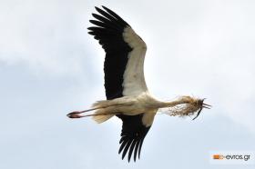 Είναι η εποχή που ο πελαργός φτιάχνει το σπίτι του!