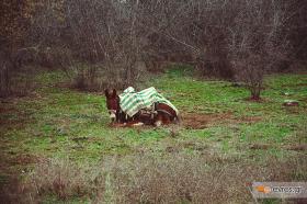'Αραχτός' στο κέντρο αναψυχής Άβαντα!