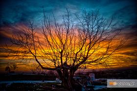 Δεν λείπουν μόνο από τις καρυδιές τα 'καρύδια' στον Έβρο!