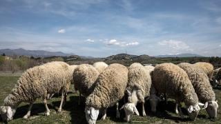 Στη βουλή πάλι οι θανατώσεις κοπαδιών στον Έβρο, με ερώτηση του ΚΚΕ
