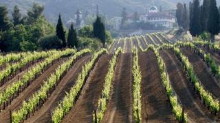 ΕΛΓΑ: Ενισχύσεις για ζημιές από περονόσπορο.