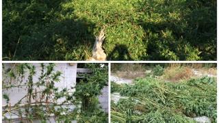 Εντοπίστηκε τεράστια φυτεία δενδρυλλίων κάνναβης στη Ξάνθη.