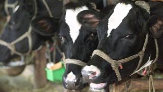 Οζώδης Δερματίτιδα: Κρίσιμες οι επόμενες 10 μέρες και για τους κτηνοτρόφους της Ξάνθης.