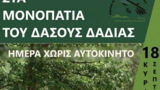 «Ημέρα χωρίς Αυτοκίνητο» με πεζοπορία στο Δάσος Δαδιάς