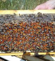 Bal Hakkında Herşey