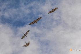 Evros Deltası çok çeşitli hayvan ve kuş türünü barındırıyor