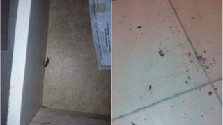 Πάλι ρεζίλι γίναμε: Παρέα με... σαρανταποδαρούσες και ψαλίδες ο "Ηρακλής" κατά τη φιλοξενία του στην Αλεξανδρούπολη