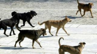Τα αδέσποτα ζώα περισυλλέγει ο Δήμος Διδυμοτείχου