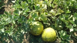 Τεράστια καταστροφή υπέστη η παραγωγή του Εβρίτικου πεπονιού "Χρυσή Κεφαλή"
