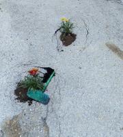 Λουλούδια στις λακκούβες φύτεψαν κάτοικοι στην Παλαγία Αλεξανδρούπολης!