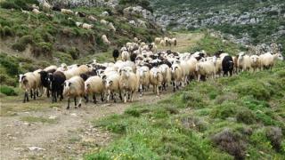 Διαμαρτυρία των κτηνοτρόφων του Έβρου στην Περιφέρεια ΑΜ-Θ – «τα προβλήματα είναι ένα σωρό» 