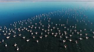 Πετάμε παρέα με τα flamingo στο Δέλτα του Έβρου - Οι εικόνες μαγεύουν (video)
