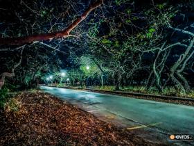 Dedeağaç'taki Maistros'un çınar ağacında