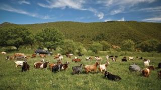Παίχτηκε βρώμικο παιχνίδι στις πλάτες των κτηνοτρόφων το Πάσχα - Η επιστολή στον Πρωθυπουργό