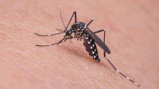 Έντονη κυκλοφορία του ιού του Δυτικού Νείλου - Προσοχή στα κουνούπια