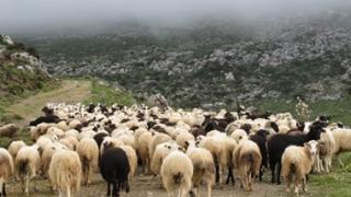 Ορεστιάδα: Σε 15ετή αδράνεια το «εργαλείο» για την αντιμετώπιση των ζωονόσων