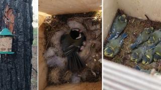 Τι γίνεται με τα μικρόπουλα στο δάσος Δαδιάς μετά τη φωτιά;