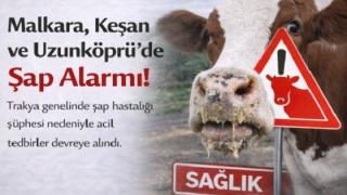 Φόβοι και στον Έβρο για τον αφθώδη πυρετό από την Τουρκία - Έκτακτα μέτρα στα σύνορα