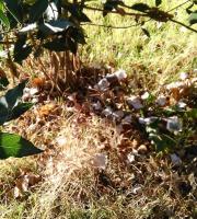 Σε σκουπιδότοπο μετατράπηκε το πάρκινγκ του Δημοτικού Camping Αλεξ/πολης (φωτογραφίες)