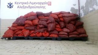 Αλεξανδρούπολη: Ένα τόνο ακατάλληλα όστρακα κατάσχεσε το λιμενικό