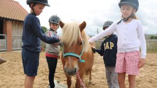  Τα άλογα είναι “δάσκαλοι”: Μια Εναλλακτική Παρέμβαση στη ΔΕΠ-Υ