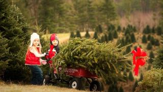 Ξεκινά η διακίνηση χριστουγεννιάτικων δέντρων