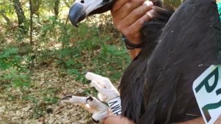 Εθνικό Πάρκο Δάσους Δαδιάς: 20 χρόνια κλείνει φέτος το πρόγραμμα δακτυλίωσης νεοσσών Μαυρόγυπα