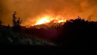 WWF Ελλάς: "Οδυνηρή οικολογική καταστροφή στη Δαδιά"