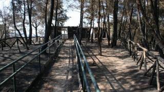 Διευθυντής WWF: Ζωντανός και άκαυτος σημαντικός πυρήνας του Πάρκου της Δαδιάς