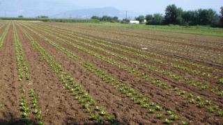 Άνθεια Δήμου Αλεξανδρούπολης: Ξεκίνησαν οι δηλώσεις ζημιάς αγροτικών καλλιεργειών