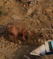 Εικόνες ΣΟΚ στη χωματερή της Αλεξ/πολης με γουρούνια να τρώνε σκουπίδια