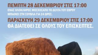Φέρες: Έρχεται για ακόμη μια φορά η μεγαλύτερη σούβλα της χρονιάς