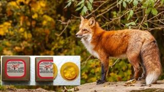 ΑΜΘ: Ξεκινάει η εαρινή εμβολιαστική περίοδος κατά της λύσσας σε ζώα άγριας πανίδας