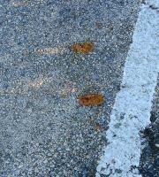 Σε σκουπιδότοπο μετατράπηκε το πάρκινγκ του Δημοτικού Camping Αλεξ/πολης (φωτογραφίες)