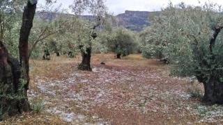 Αλεξανδρούπολη: Ανακοινώθηκαν οι εκτιμήσεις ζημιών από τον ΕΛΓΑ