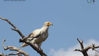 Ο μικρότερος γύπας της Ευρώπης επέστρεψε στο δάσος της Δαδιάς