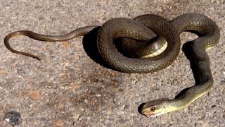 Συμβουλές για σωστή διαχείριση όταν μας ...«ζώνουν τα φίδια»