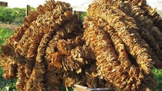 Θράκη: Εγκαταλείπουν την καπνοκαλλιέργεια